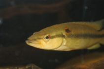 Image of Crenicichla alta (Millet)