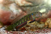 Image of Cryptocentroides arabicus (Arabian goby)