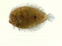 Image of Crossorhombus azureus (Blue flounder)