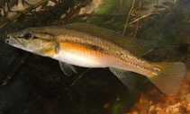 Image of Crenicichla celidochilus (Blacklipped pike cichlid)