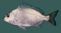 Image of Crenidens crenidens (Karanteen seabream)