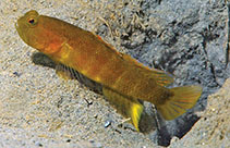 Image of Cryptocentrus epakros (Pointedfin shrimpgoby)