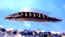 Image of Crenicichla sveni 