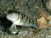 Image of Cryptocentrus inexplicatus (Inexplicable shrimpgoby)