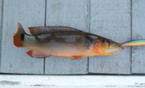 Image of Crenicichla macrophthalma 