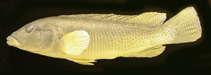 Image of Crenicichla minuano 