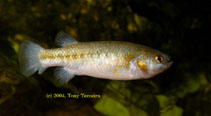 Image of Crenichthys nevadae (Railroad Valley springfish)