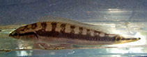 Image of Crenicichla nickeriensis 