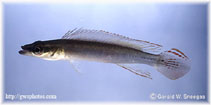 Image of Wallaciia notophthalmus 