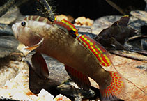 Image of Cristatogobius rubripectoralis (Redfin crestedgoby)