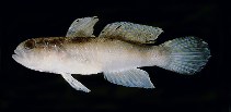 Image of Cryptocentrus cyanospilotus (Bluespot shrimpgoby)