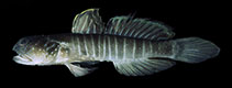 Image of Cryptocentrus multicinctus (Multibarred shrimpgoby)