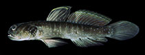 Image of Cryptocentrus multicinctus (Multibarred shrimpgoby)