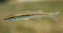 Image of Craterocephalus stercusmuscarum (Fly-specked hardyhead)