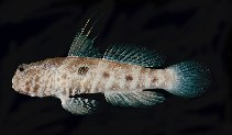 Image of Cryptocentrus strigilliceps (Target shrimp goby)