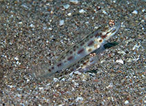 Image of Ctenogobiops formosa 