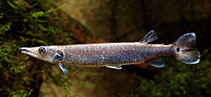 Image of Ctenolucius hujeta (Gar characin)