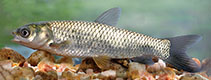 Image of Ctenopharyngodon idella (Grass carp)