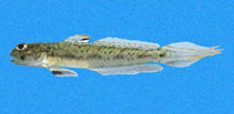 Image of Ctenogobius manglicola 