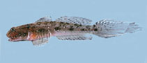 Image of Ctenogobius smaragdus (Emerald goby)