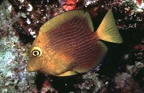 Image of Ctenochaetus strigosus (Spotted surgeonfish)