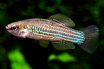 Image of Cubanichthys cubensis (Cuban killifish)