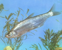 Image of Chanodichthys erythropterus (Predatory carp)