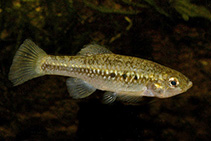 Image of Cualac tessellatus (Checkered pupfish)