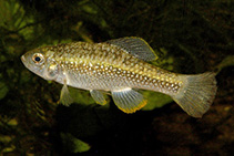 Image of Cualac tessellatus (Checkered pupfish)