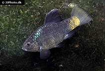 Image of Cyprinodon beltrani (Blackfin pupfish)