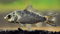 Image of Cyprinus carpio (Common carp)