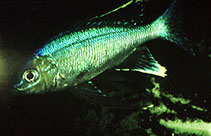 Image of Cyathopharynx furcifer (Featherfin cichlid)