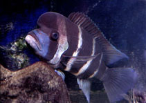 Image of Cyphotilapia frontosa (Humphead cichlid)