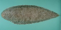 Image of Cynoglossus lachneri (Lachner\