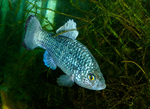 Image of Cyprinodon longidorsalis (La Palma pupfish)