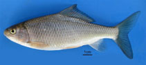 Image of Cyprinion macrostomus (Tigris kingfish)