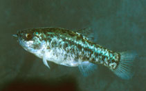 Image of Cyprinodon nevadensis (Amargosa pupfish)