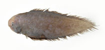 Image of Cynoglossus nigropinnatus 