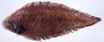 Image of Cynoglossus ochiaii 