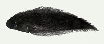 Image of Cynoglossus oligolepis 