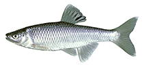 Image of Cyprinella spiloptera (Spotfin shiner)