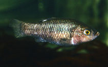 Image of Cyprinodon veronicae (Charco Palma pupfish)