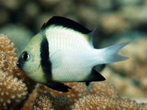 Image of Dascyllus carneus (Cloudy dascyllus)