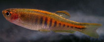 Image of Danio choprae 