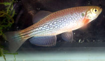 Image of Danio dangila 