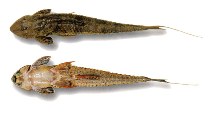 Image of Dasyloricaria filamentosa 