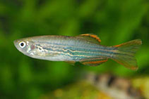 Image of Danio kyathit 