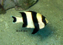 Image of Dascyllus melanurus (Blacktail humbug)