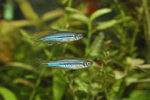 Image of Danio nigrofasciatus (Dwarf danio)