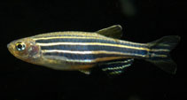 Image of Danio rerio (Zebra danio)